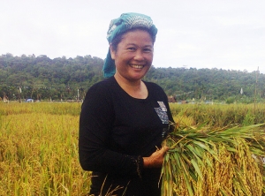 Hasil Panen Padi Saya Meningkat